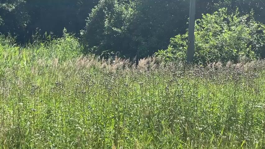 This is a handheld, slightly shaky video filmed outdoors on a sunny day. The foreground is dominated by tall, green grass and some dry, feathery plants. In the middle ground, there's a dense area of taller, darker green vegetation, possibly bushes or trees. Towards the right side of the frame, a tall, gray pole, likely a utility pole, stands vertically. The background consists of more lush green foliage, forming a dense treeline. Sunlight is visible, casting shadows and highlighting the tops of the plants. There is a slight breeze causing the vegetation to sway gently.