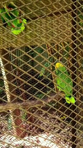 The video shows two green parrots in a cage. One parrot is on a perch in the foreground and is mostly green with a yellow head and red markings on its wings. The other parrot is in the background and is partially visible. The cage is made of wire mesh.