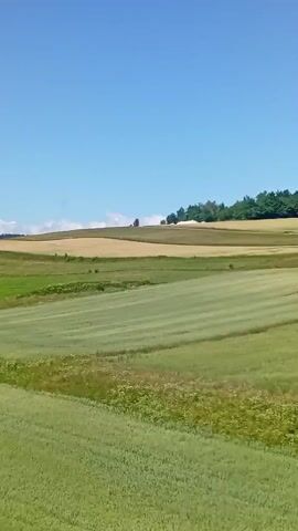 The video shows a rolling landscape of agricultural fields under a clear blue sky. The fields are a mix of green and golden crops, suggesting different stages of growth or types of crops. In the background, a line of trees crowns a hill. The camera appears to be moving, possibly from a vehicle, as indicated by the slight motion blur and the changing perspective of the trees on the left side of the frame. There are no people or specific objects of interest visible in the scene. The overall impression is one of peaceful rural scenery on a sunny day.