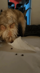 Dog eats kibble on bed in Ripollet home
