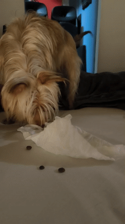 Dog eats kibble on bed in Ripollet home
