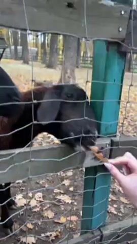 A person is feeding a goat through a wire fence. The goat is brown with a black face and has long, floppy ears. It is standing in an enclosure filled with fallen leaves. The fence is made of wood and wire mesh. In the background, there are trees and a small wooden structure.