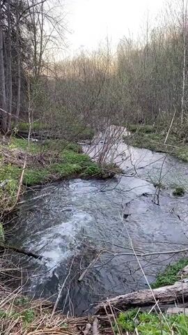 The video shows a swiftly moving stream in a forest.  The water is grey and frothy in places. The banks of the stream are lined with low-lying vegetation, dead branches, and the trunks of thin trees.  The trees are mostly bare, but some have beginning to sprout leaves. The sky is overcast and bright.