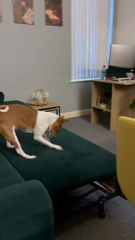 A short indoor video shows a brown and white Basenji dog climbing onto and then lying down on a dark green sectional couch. The dog's body is mostly white, with brown coloring on its back, head, and tail. There are three framed pictures on the light gray wall behind the couch. To the right of the couch is a small wooden end table with a small lamp on top. A desk with items on it and a white window with blinds are further in the background. The couch is partially extended.