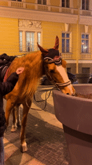 Street musicians perform in Sankt-Peterburg including young violin player