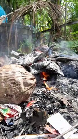The video shows a close-up of a small campfire burning outdoors. The fire is made up of wood and other debris, with a large coconut husk visible on the left side of the frame. Smoke is rising from the fire, and flames are visible in the center. The background is filled with lush green foliage, suggesting a natural or rural environment. The overall scene depicts a simple, outdoor fire.