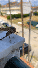 Grasshopper makes itself at home on a Greek peninsula