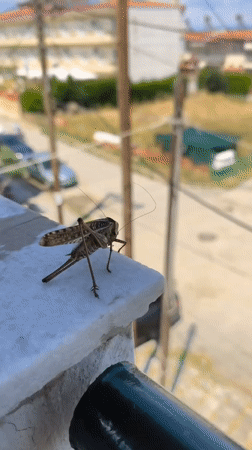 Grasshopper makes itself at home on a Greek peninsula