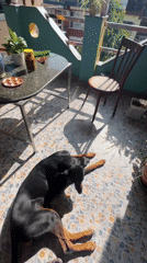Inside a decorated city apartment with a balcony Doberman