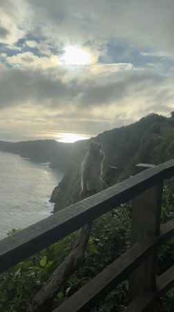 Monkeys with cups gather at Nusa Penida ocean viewpoint