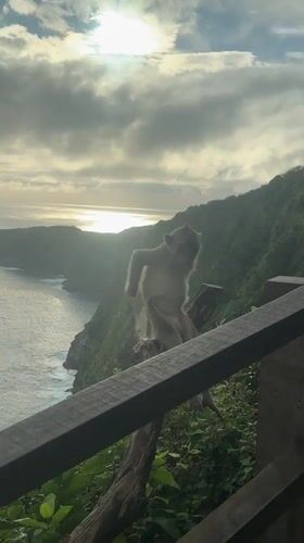 Monkeys with cups gather at Nusa Penida ocean viewpoint