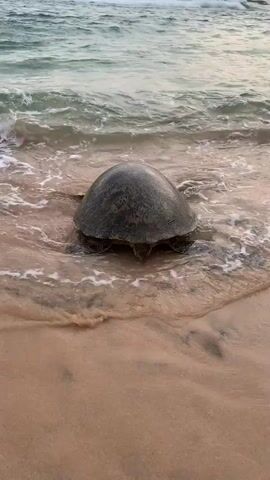 The video shows a sea turtle sitting in the wet sand where the beach meets the ocean. Small waves are lapping around the turtle’s shell and flippers. The turtle’s shell is dark with a mottled pattern. The sand is wet and light brown. The ocean is light green.