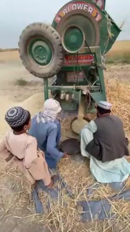 The video captures an outdoor scene of grain threshing, likely in a rural area of 'Alaqadari Daman, Afghanistan. A large, green threshing machine, prominently labeled "BLOWER" at the top, is central to the activity. It features a large wheel and various chutes, actively separating grain from straw.

Four individuals are present, engaging with the machine's output. On the right, a man wearing a light-colored shalwar kameez and a white cap is skillfully using a large, round, flat tray to collect and possibly winnow the separated grain. Beside him, another man in a blue garment and white head covering is bent near the machine's output chute, handling the threshed material. A young boy, dressed in a light brown kameez and a patterned cap, stands to the left, observing the manual process. A fourth individual is partially visible behind the second man.

The ground around the machine is heavily covered with dry straw and chaff, indicating the ongoing labor. Piles of light-colored grain are visible accumulating on the ground beneath the machine. In the background, open fields stretch under a soft, possibly late afternoon or early evening, sky. The scene depicts focused agricultural work, combining mechanical threshing with manual winnowing and collection.