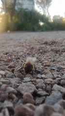 Bee rests on gravel surface in Villa Domínico, Argentina