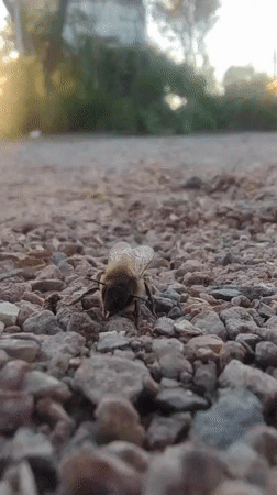Bee rests on gravel surface in Villa Domínico, Argentina