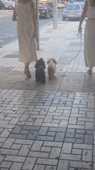 Dog walk along a tiled Málaga sidewalk