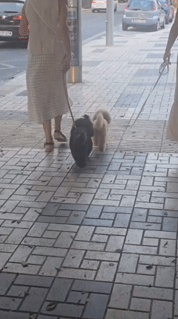 Dog walk along a tiled Málaga sidewalk