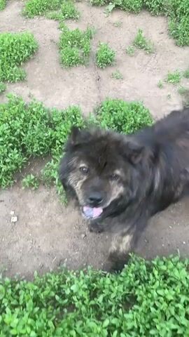A person's hand is shown moving in front of a dark-colored, fluffy dog. The dog appears to be outdoors in an area with dirt and green plants. The dog's tongue is sticking out slightly, and it looks up at the hand. The hand then moves to pet the dog's head and neck. The dog is looking at the person.