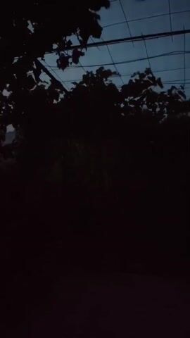 The video shows a dark outdoor scene at dusk or night. Silhouetted trees and foliage dominate the foreground and midground. Overhead, a network of wires and what appears to be a support structure, possibly for a trellis or canopy, are visible against a dimly lit sky. The lighting suggests low light conditions, with limited visibility and deep shadows.