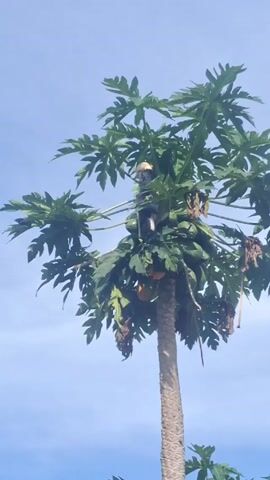 A bird, possibly a white-collared manakin, is visible among the leaves and papayas of a tall papaya tree against a clear blue sky. The bird appears to be moving or pecking around the fruit.
