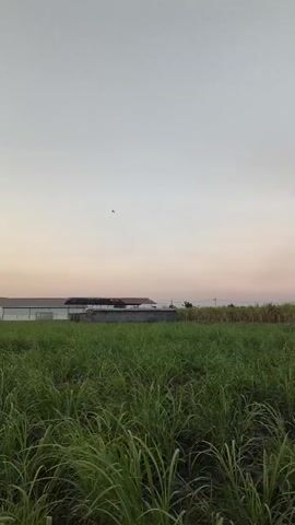 The video shows a wide shot of a field of green grass, likely sugarcane, under a pale sky. In the distance, a long, white building with a dark roof is visible, possibly a factory or warehouse. To the left of the building, a smaller structure with a corrugated roof is present. A line of trees and smaller buildings can be seen further in the distance. Three dark, indistinct shapes are flying in the sky at varying heights. The lighting suggests either dawn or dusk. The camera is panning slightly to the right.