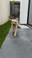 Dog runs on tiled path in Santa Clara Ocoyucan