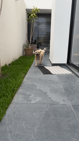 Dog runs on tiled path in Santa Clara Ocoyucan