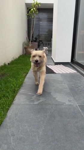 Dog runs on tiled path in Santa Clara Ocoyucan