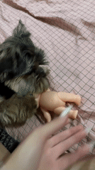 Yorkshire Terrier plays and poses in Nesebar