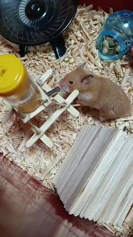A light brown hamster is captured in a top-down view within its cage. The hamster is actively drinking from a water bottle, standing on its hind legs with its front paws resting on a small, light-colored wooden stand that holds the bottle. The water bottle has a yellow cap and a metal spout.

The cage floor is covered with a thick layer of light-colored wood shavings, serving as bedding. In the background, partially visible on the left, is a black hamster wheel. To the upper right, a small, clear blue plastic jar is filled with what appears to be nuts or seeds. Another structure made from numerous popsicle sticks, possibly a hideout or toy, is located in the lower right corner of the cage. The cage itself has reddish-brown walls, visible along the bottom edge of the frame.
