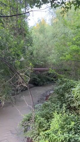 The video shows a muddy stream flowing through a densely vegetated area. A rusty pipe runs horizontally across the stream, supported by visible structures underneath. The banks of the stream are lined with rocks and vegetation, with dense trees and foliage forming a canopy overhead. The lighting suggests it is daytime, possibly overcast. The overall impression is of a natural, overgrown environment with industrial infrastructure present.