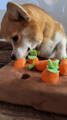 Corgi plays with carrot puzzle toy in Borzya