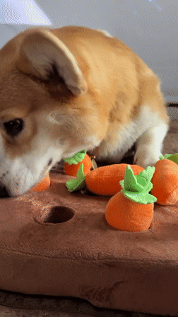 Corgi plays with carrot puzzle toy in Borzya