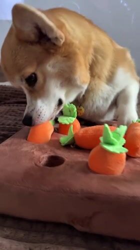 Corgi plays with carrot puzzle toy in Borzya