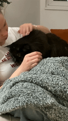 Person pets black cat on sofa in Novi Sad