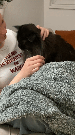 Person pets black cat on sofa in Novi Sad