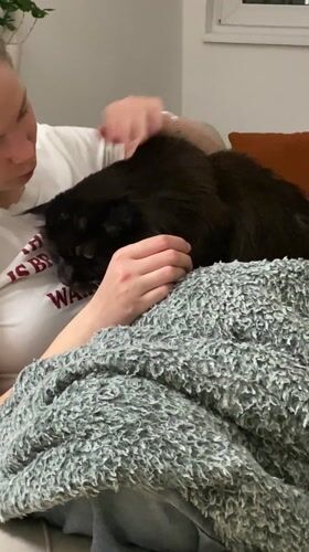 Person pets black cat on sofa in Novi Sad