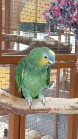 A green parrot with a yellow and blue head sits on a perch in a large wooden cage. The parrot is wet, with its feathers appearing slightly ruffled. A colorful toy made of shredded fabric hangs from the top of the cage. The background of the cage is blurred but shows other perches and structures. The lighting is natural and appears to be coming from above and to the side. The parrot is facing slightly to the right and looking down.