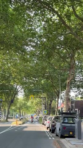 The video shows a street scene with a clear focus on the road ahead. It is a sunny day, and the street is lined with tall trees that form a canopy overhead. Cars are parked along the right side of the road, and a few cars are visible driving in the distance. In the center of the road, a person on a scooter is riding away from the camera. There are pedestrian crossing signs and a speed limit sign (30) visible. The road itself has distinct markings, indicating a bike lane or a pedestrian area. The overall impression is that of a well-maintained urban street with active traffic.