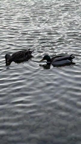 The video shows two ducks swimming in a body of water with small, gentle waves. One duck is a mottled brown color, and the other is a male mallard duck with a green head and grey and brown body. Both ducks have their heads submerged in the water, apparently foraging for food. The water appears grey and the bottom is visible, seemingly consisting of pebbles or small rocks. The overall scene is calm and natural.
