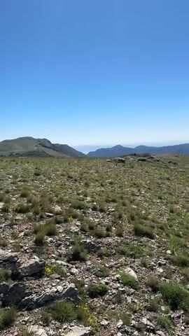 The video shows a panning view of a mountainous landscape on a clear day. The foreground features rough terrain with rocks and sparse green vegetation, interspersed with small yellow flowers. As the camera pans, the view opens up to reveal rolling hills covered in green trees and grass, with a distinct ridge line in the middle distance. In the far distance, layers of blue mountains stretch across the horizon, and a hazy, possibly coastal, area can be seen. The sky is a vibrant, cloudless blue. There are no people or man-made objects visible in the frame, creating a sense of untouched wilderness.