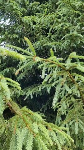 The video displays a close-up perspective of a dense evergreen tree, likely a spruce, with its branches and needles filling the frame. The lighting suggests it is daytime, with the sky, appearing overcast in some parts and clear blue in others, visible through the foliage. The camera slowly pans upwards, revealing more of the tree's canopy and its overall height. The branches are covered in numerous short, pointed needles that are a vibrant green color, with some lighter green new growth visible. The overall impression is one of natural abundance and lushness, characteristic of a forest or park setting. There is no indication of people or specific objects, the focus being solely on the tree itself. The location context provided, "Алесь-2002, Russia," suggests this footage was captured in Russia, possibly at a location named "Алесь-2002." The weather appears to be fair and mild, suitable for outdoor observation of nature. The video does not contain any visible text.