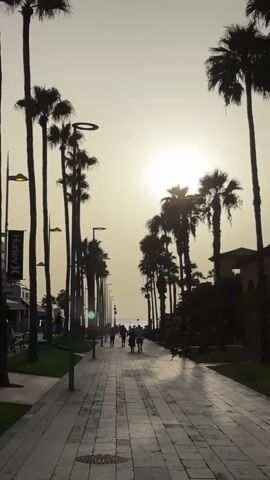 A vertical, silhouetted video shows a pedestrian walkway lined with palm trees on either side. The sun is low in the sky, casting a bright glare and creating long shadows. Several people are walking on the paved path, and some are sitting on benches. The walkway leads toward the ocean, which is visible in the distance. The overall mood is serene and relaxed, with a strong sense of tropical ambiance.
