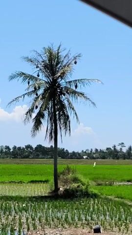 The video shows a coconut tree in a rice field under a clear blue sky with some white clouds. The tree has several coconuts hanging from it. The rice field is green, and there is a line of trees in the background. The video appears to have been taken from inside a building or car.