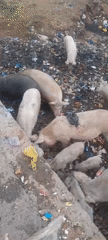 Pigs forage through garbage dump in Jos, Nigeria