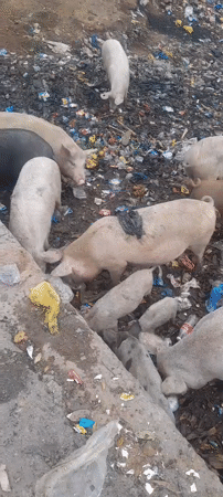 Pigs forage through garbage dump in Jos, Nigeria