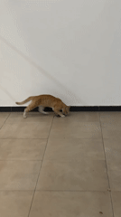 Orange cat filmed with prey indoors in Kuala Lumpur