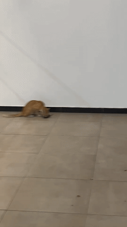 Orange cat filmed with prey indoors in Kuala Lumpur