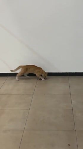 Orange cat filmed with prey indoors in Kuala Lumpur