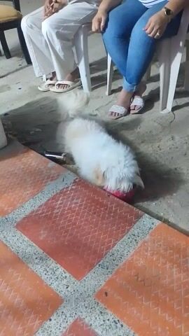 A high-angle view captures a dog playing with a red ball on a patio. Two people are sitting in white plastic chairs, their legs visible in the frame. One person is wearing blue jeans and sandals, while the other wears white pants and flip-flops. The dog is white and fluffy. The patio surface is a combination of concrete and patterned terracotta tiles. The camera angle shifts slightly during the video. A steel beer bottle opener is visible on the floor. Music is playing in the background.